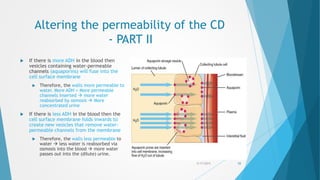 Altering the permeability of the CD
- PART II
 If there is more ADH in the blood then
vesicles containing water-permeable
channels (aquaporins) will fuse into the
cell surface membrane
 Therefore, the walls more permeable to
water. More ADH = More permeable
channels inserted  more water
reabsorbed by osmosis  More
concentrated urine
 If there is less ADH in the blood then the
cell surface membrane folds inwards to
create new vesicles that remove water-
permeable channels from the membrane
 Therefore, the walls less permeable to
water  less water is reabsorbed via
osmosis into the blood  more water
passes out into the (dilute) urine.
5/17/2015 55
 