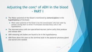 Adjusting the concn of ADH in the blood
- PART I
 The Water potential of the blood is monitored by osmoreceptors in the
hypothalamus of the brain
 When water potential of the blood is low the osmoreceptor cells lose water by
osmosis causing them to shrink  stimulates neurosecretory cells in the
hypothalamus
 The neurosecretory cells are specialized neurons (nerve cells) that produce
and release ADH.
 ADH releasing cell bodies are found to lie in the hypothalamus
 ADH flows down the axon to the terminal bulb in the posterior pituitary gland
and stored until needed
5/17/2015 59
 