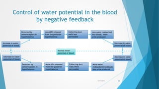 Control of water potential in the blood
by negative feedback
5/17/2015 62
Increase in water
potential of blood
Detected by
osmoreceptors in
hypothalamus
Less ADH released
from the posterior
hypothalamus
Collecting duct
walls less
permeable
Less water reabsorbed
into blood; more
urine produced
Decrease in water
potential of blood
Normal water
potential of blood
Decrease in water
potential of blood
Detected by
osmoreceptors in
hypothalamus
More ADH released
from the posterior
hypothalamus
Collecting duct
walls more
permeable
More water
reabsorbed into blood;
less urine produced
Decrease in water
potential of blood
 