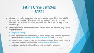Testing Urine Samples
- PART I
 Substances or molecules with a relative molecular mass of less than 69,000
can enter the nephron. This means that any metabolic product or other
substance that is in the blood can be passed into the urine – as long as it is
small enough.
 If these substances are not reabsorbed further down the nephron they can be
detected in urine
 Pregnancy Testing:
 Once implanted in the uterine lining, a human embryo starts secreting a pregnancy
hormone called human chorionic gonadotrophins (hCG) (Mr. = 36,700)
 It can be found in urine as early as 6 days after conception. The pregnancy tests on
the market today are manufactured with monoclonal antibodies.
 Antibody is specific, it will only bind to hCG, not to other hormones.
5/17/2015 72
 