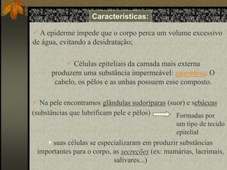 Características:
 A epiderme impede que o corpo perca um volume excessivo
de água, evitando a desidratação;
 Células epiteliais da camada mais externa
produzem uma substância impermeável: queratina. O
cabelo, os pêlos e as unhas possuem esse composto.
 Na pele encontramos glândulas sudoríparas (suor) e sebáceas
(substâncias que lubrificam pele e pêlos)
Formadas por
um tipo de tecido
epitelial

 suas células se especializaram em produzir substâncias
importantes para o corpo, as secreções (ex: mamárias, lacrimais,
salivares...)

 