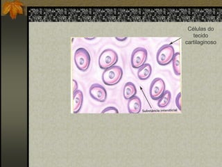 Células do
tecido
cartilaginoso

 