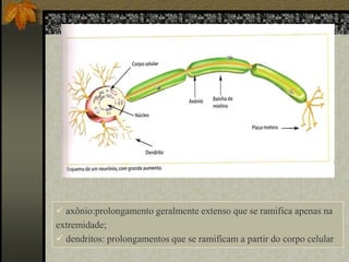  axônio:prolongamento geralmente extenso que se ramifica apenas na
extremidade;
 dendritos: prolongamentos que se ramificam a partir do corpo celular

 