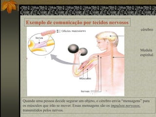 Exemplo de comunicação por tecidos nervosos
cérebro

Medula
espinhal

Quando uma pessoa decide segurar um objeto, o cérebro envia “mensagens” para
os músculos que irão se mover. Essas mensagens são os impulsos nervosos,
transmitidos pelos nervos.

 