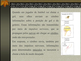 Exemplo:
Quando um jogador de futebol vai chutar a
gol,

seus

olhos

enviam

ao

cérebro

informações sobre a posição do gol e do
goleiro. Essas informações são transmitidas
por meio de impulsos nervosos, que se
propagam pelos nervos até chegar ao cérebro,
onde são interpretadas.
Em resposta, o cérebro envia, também por
meio dos impulsos nervosos, informações

para determinados músculos se mexerem e
chutar a bola de modo desejado

 