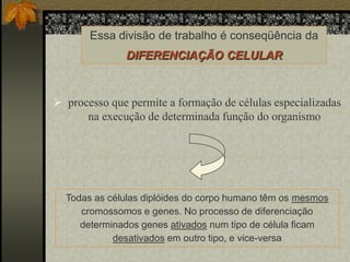 Essa divisão de trabalho é conseqüência da
DIFERENCIAÇÃO CELULAR

 processo que permite a formação de células especializadas
na execução de determinada função do organismo

Todas as células diplóides do corpo humano têm os mesmos
cromossomos e genes. No processo de diferenciação
determinados genes ativados num tipo de célula ficam
desativados em outro tipo, e vice-versa

 