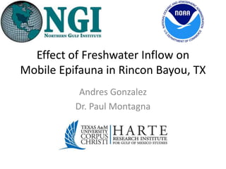 Effect of Freshwater Inflow on
Mobile Epifauna in Rincon Bayou, TX
Andres Gonzalez
Dr. Paul Montagna
 