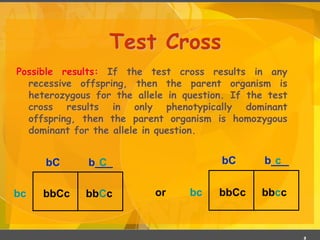 Mendelian genetics 2 | PDF