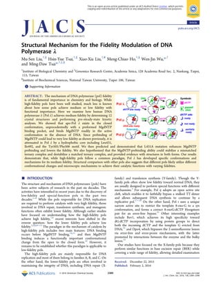 Structural Mechanism for the Fidelity Modulation of DNA
Polymerase λ
Mu-Sen Liu,†,§
Hsin-Yue Tsai,†,∥
Xiao-Xia Liu,†,#
Meng-Chiao Ho,†,§
Wen-Jin Wu,*,†
and Ming-Daw Tsai*,†,‡,§
†
Institute of Biological Chemistry and ‡
Genomics Research Center, Academia Sinica, 128 Academia Road Sec. 2, Nankang, Taipei,
115, Taiwan
§
Institute of Biochemical Sciences, National Taiwan University, Taipei 106, Taiwan
*S Supporting Information
ABSTRACT: The mechanism of DNA polymerase (pol) ﬁdelity
is of fundamental importance in chemistry and biology. While
high-ﬁdelity pols have been well studied, much less is known
about how some pols achieve medium or low ﬁdelity with
functional importance. Here we examine how human DNA
polymerase λ (Pol λ) achieves medium ﬁdelity by determining 12
crystal structures and performing pre-steady-state kinetic
analyses. We showed that apo-Pol λ exists in the closed
conformation, unprecedentedly with a preformed MgdNTP
binding pocket, and binds MgdNTP readily in the active
conformation in the absence of DNA. Since prebinding of
MgdNTP could lead to very low ﬁdelity as shown previously, it is
attenuated in Pol λ by a hydrophobic core including Leu431,
Ile492, and the Tyr505/Phe506 motif. We then predicted and demonstrated that L431A mutation enhances MgdNTP
prebinding and lowers the ﬁdelity. We also hypothesized that the MgdNTP-prebinding ability could stabilize a mismatched
ternary complex and destabilize a matched ternary complex, and provided evidence with structures in both forms. Our results
demonstrate that, while high-ﬁdelity pols follow a common paradigm, Pol λ has developed speciﬁc conformations and
mechanisms for its medium ﬁdelity. Structural comparison with other pols also suggests that diﬀerent pols likely utilize diﬀerent
conformational changes and microscopic mechanisms to achieve their catalytic functions with varying ﬁdelities.
■ INTRODUCTION
The structure and mechanism of DNA polymerases (pols) have
been active subjects of research in the past six decades. The
activities have intensiﬁed in recent years due to the discovery of
low-ﬁdelity and special-function pols in the past two
decades.1−6
While the pols responsible for DNA replication
are required to perform catalysis with very high ﬁdelity, those
involved in DNA repair, translesion synthesis, and mutagenic
functions often exhibit lower ﬁdelity. Although earlier studies
have focused on understanding how the high-ﬁdelity pols
achieve high ﬁdelity,7,8
recent interests have shifted to the
reverse question: how the lower ﬁdelity pols achieve low
ﬁdelity.3,5,6,9−13
The paradigm in the mechanism of catalysis by
high-ﬁdelity pols includes two main features: DNA binding
occurs before MgdNTP binding,14,15
and then MgdNTP
binding induces a functionally important conformational
change from the open to the closed form.16
However, it
remains to be established whether this paradigm is applicable to
low-ﬁdelity pols.
The high-ﬁdelity pols are mainly responsible for DNA
replication and most of them belong to families A, B, and C. On
the other hand, the lower-ﬁdelity pols are often involved in
maintaining the integrity of DNA, including DNA repair (X-
family) and translesion synthesis (Y-family). Though the Y-
family pols often show low ﬁdelity toward normal DNA, they
are usually designed to perform special functions with diﬀerent
mechanisms.3
For example, Pol η adopts an open active site
cleft, which enables it to faithfully bypass a stalked TT-dimer
and allows subsequent DNA synthesis to continue by a
replicative pol.17−20
On the other hand, Pol ι uses a unique
narrow active site to restrict the template 8-oxo-G to a syn
conformation, and forms a correct 8-oxoG:dCTP Hoogsteen
pair for an error-free bypass.21
Other interesting examples
include Rev1, which achieves its high speciﬁcity toward
dG:dCTP incorporation by using protein groups to direct
both the incoming dCTP and the template G evicted from
DNA;22
and Dpo4, which bypasses the 2-aminoﬂuorene lesion
via error-free and error-prone mechanisms, with the latter
promoted by interactions between the enzyme and the bulky
lesion.23
Our studies have focused on the X-family pols because they
perform similar functions in base excision repair (BER) while
covering a wide range of ﬁdelity, allowing detailed examination
Received: December 22, 2015
Published: February 2, 2016
Article
pubs.acs.org/JACS
© 2016 American Chemical Society 2389 DOI: 10.1021/jacs.5b13368
J. Am. Chem. Soc. 2016, 138, 2389−2398
This is an open access article published under an ACS AuthorChoice License, which permits
copying and redistribution of the article or any adaptations for non-commercial purposes.
 