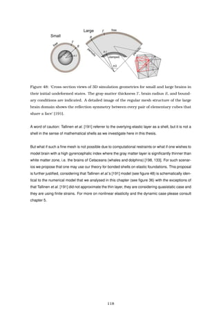 Figure 48: ‘Cross-section views of 3D simulation geometries for small and large brains in
their initial undeformed states. The gray-matter thickness T, brain radius R, and bound-
ary conditions are indicated. A detailed image of the regular mesh structure of the large
brain domain shows the reﬂection symmetry between every pair of elementary cubes that
share a face’ [191].
A word of caution: Tallinen et al. [191] referrer to the overlying elastic layer as a shell, but it is not a
shell in the sense of mathematical shells as we investigate here in this thesis.
But what if such a ﬁne mesh is not possible due to computational restraints or what if one wishes to
model brain with a high gyrencephalic index where the gray matter layer is signiﬁcantly thinner than
white matter zone, i.e. the brains of Cetaceans (whales and dolphins) [198, 133]. For such scenar-
ios we propose that one may use our theory for bonded shells on elastic foundations. This proposal
is further justiﬁed, considering that Tallinen et al.’s [191] model (see ﬁgure 48) is schematically iden-
tical to the numerical model that we analysed in this chapter (see ﬁgure 36) with the exceptions of
that Tallinen et al. [191] did not approximate the thin layer, they are considering quasistatic case and
they are using ﬁnite strains. For more on nonlinear elasticity and the dynamic case please consult
chapter 5.
118
 