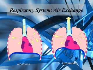 Respiratory System: Air Exchange
ExhalationExhalationInhalationInhalation
 