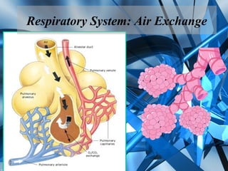 Respiratory System: Air Exchange
 