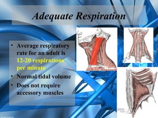 Adequate Respiration
• Average respiratory
rate for an adult is
12-20 respirations
per minute
• Normal tidal volume
• Does not require
accessory muscles
 