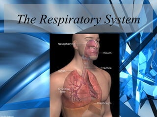 The Respiratory System
 