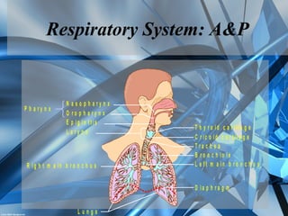 Respiratory System: A&P
N a s o p h a r y n x
O r o p h a r y n x
R ig h t m a in b r o n c h u s
P h a r y n x
T h y r o id c a r t ila g e
C r ic o i d c a r t i la g e
E p ig lo t t i s
L u n g s
L a r y n x
B r o n c h i o le
D i a p h r a g m
T r a c h e a
L e f t m a in b r o n c h u s
 