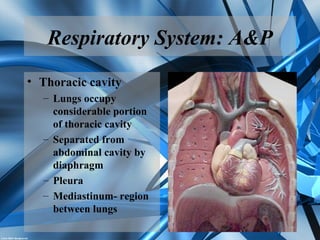 Respiratory System: A&P
• Thoracic cavity
– Lungs occupy
considerable portion
of thoracic cavity
– Separated from
abdominal cavity by
diaphragm
– Pleura
– Mediastinum- region
between lungs
 