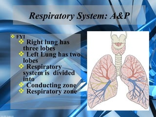 Respiratory System: A&P
 FYI
 Right lung has
three lobes
 Left Lung has two
lobes
 Respiratory
system is divided
into
 Conducting zone
 Respiratory zone
 