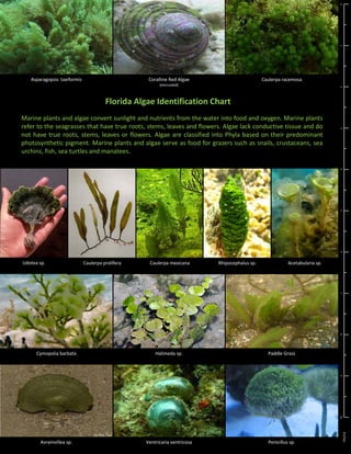 01
Asparagopsis  taxiformis Caulerpa racemosaCoralline Red Algae
(encrusted)
Florida Algae Identification Chart
234
Marine plants and algae convert sunlight and nutrients from the water into food and oxygen. Marine plants
refer to the seagrasses that have true roots, stems, leaves and flowers. Algae lack conductive tissue and do
not have true roots, stems, leaves or flowers. Algae are classified into Phyla based on their predominant
photosynthetic pigment. Marine plants and algae serve as food for grazers such as snails, crustaceans, sea
urchins, fish, sea turtles and manatees.
5
Udotea sp. Caulerpa prolifera Caulerpa mexicana Rhipocephalus sp. Acetabularia sp.
678
Cymopolia barbata Halimeda sp. Paddle Grass
9
Avrainvillea sp. Ventricaria ventricosa Penicillus sp.
10
Inches
 