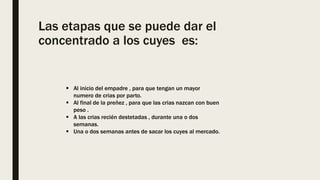Las etapas que se puede dar el
concentrado a los cuyes es:
 Al inicio del empadre , para que tengan un mayor
numero de crias por parto.
 Al final de la preñez , para que las crias nazcan con buen
peso .
 A las crias recién destetadas , durante una o dos
semanas.
 Una o dos semanas antes de sacar los cuyes al mercado.
 