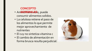 • Animal herbívoro, puede
consumir alimentos solidos.
• La celulosa retiene el paso de
los alimentos lo que permite
mejor aprovechamiento de
nutrientes
• El cuy no sintetiza vitamina c
• El cambio de alimentación en
forma brusca resulta perjudicial.
CONCEPTO
GENERALES
 