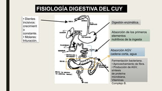 FISIOLOGÍA DIGESTIVA DEL CUY
• Dientes
incisivos:
crecimient
o
constante.
• Molares:
trituración.
Absorción de los primeros
elementos
nutritivos de la ingesta
Absorción AGV
cadena corta, agua
Fermentación bacteriana.
• Aprovechamiento de fibra.
• Producción de AGV,
síntesis
de proteína
microbiana,
Vitaminas
Complejo B.
 