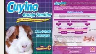 Alimentacion en cuyes