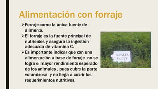 Alimentación con forraje
Forraje como la única fuente de
alimento.
El forraje es la fuente principal de
nutrientes y asegura la ingestión
adecuada de vitamina C.
Es importante indicar que con una
alimentación a base de forraje no se
logra el mayor rendimiento esperado
de los animales , pues cubre la parte
voluminosa y no llega a cubrir los
requerimientos nutritivos.
 