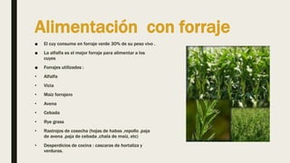 Alimentación con forraje
■ El cuy consume en forraje verde 30% de su peso vivo .
■ La alfalfa es el mejor forraje para alimentar a los
cuyes
■ Forrajes utilizados :
• Alfalfa
• Vicia
• Maiz forrajero
• Avena
• Cebada
• Rye grass
• Rastrojos de cosecha (hojas de habas ,repollo ,paja
de avena ,paja de cebada ,chala de maíz, etc)
• Desperdicios de cocina : cascaras de hortaliza y
verduras.
 