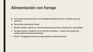 Alimentación con forraje
■ Los forrajes para alimentar a los animales después del corte se deben orear por
una hora .
■ No se debe suministrar forraje:
 Recién cortado ,caliente y/o fermentado porque provoca timpanismo y mortalidad.
 De igual manera ,tampoco con el roció de la mañana , ni estar muy tiernos los
pastos porque les provoca diarreas.
 Recién fumigados porque les puede producir envenenamiento.
 