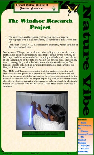 Natural History Museum of
Jamaica Newsletter
NatureVibe
March 2012 Issue XVII Pg. 3
Giant Swallowtail Butterfly
The Windsor Research
Project
 The collection and temporarily storage of species trapped;
 Photograph, with a digital camera, all specimens that are collect-
ed;
 Transport to NHMJ-IOJ all specimens collected, within 30 days of
their date-of-collection.
To date over 200 specimens of insects including a number of endemic
moths have been collected using light traps, active sweep netting, pit-
fall traps, malaise traps and other trapping methods which are placed
in the flying paths of the bats and within the general area. The zoology
team then regularly visits the location and monitors the traps. The
types of insects collected so far includes: noctuids, night wasps, fire-
flies, click beetles and moths.
The NHMJ staff has also conducted training on insect pinning and
identification and provided a preliminary checklist of specimens col-
lected in the area. Identified specimens have been accessioned into the
national collections and the project hopes to produce a comprehensive
checklist with accompanying photographs, to be available in electronic
format and archived with the Clearing House Mechanism-Institute of
Jamaica.
Zoologist, Elizabeth Morrison collects specimens from light
trap. One of several methods used in insect collecting.
Featured:
 World
Meteorological
Day
 Windsor
Research Project
 The
World of
Wetlands
 Highlights
 Jamaican
Biodiversity
 