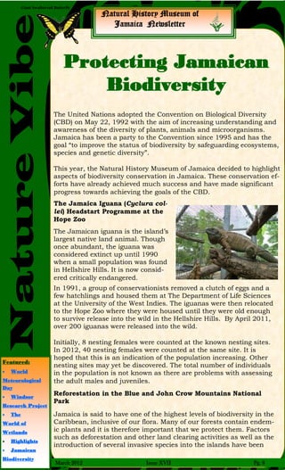 Giant Swallowtail Butterfly
NatureVibe Natural History Museum of
Jamaica Newsletter
Protecting Jamaican
Biodiversity
The United Nations adopted the Convention on Biological Diversity
(CBD) on May 22, 1992 with the aim of increasing understanding and
awareness of the diversity of plants, animals and microorganisms.
Jamaica has been a party to the Convention since 1995 and has the
goal “to improve the status of biodiversity by safeguarding ecosystems,
species and genetic diversity”.
This year, the Natural History Museum of Jamaica decided to highlight
aspects of biodiversity conservation in Jamaica. These conservation ef-
forts have already achieved much success and have made significant
progress towards achieving the goals of the CBD.
The Jamaica Iguana (Cyclura col-
lei) Headstart Programme at the
Hope Zoo
The Jamaican iguana is the island’s
largest native land animal. Though
once abundant, the iguana was
considered extinct up until 1990
when a small population was found
in Hellshire Hills. It is now consid-
ered critically endangered.
In 1991, a group of conservationists removed a clutch of eggs and a
few hatchlings and housed them at The Department of Life Sciences
at the University of the West Indies. The iguanas were then relocated
to the Hope Zoo where they were housed until they were old enough
to survive release into the wild in the Hellshire Hills. By April 2011,
over 200 iguanas were released into the wild.
Initially, 8 nesting females were counted at the known nesting sites.
In 2012, 40 nesting females were counted at the same site. It is
hoped that this is an indication of the population increasing. Other
nesting sites may yet be discovered. The total number of individuals
in the population is not known as there are problems with assessing
the adult males and juveniles.
Reforestation in the Blue and John Crow Mountains National
Park
Jamaica is said to have one of the highest levels of biodiversity in the
Caribbean, inclusive of our flora. Many of our forests contain endem-
ic plants and it is therefore important that we protect them. Factors
such as deforestation and other land clearing activities as well as the
introduction of several invasive species into the islands have been
Featured:
 World
Meteorological
Day
 Windsor
Research Project
 The
World of
Wetlands
 Highlights
 Jamaican
Biodiversity
March 2012 Issue XVII Pg. 8
 