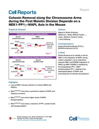 Report
Cohesin Removal along the Chromosome Arms
during the First Meiotic Division Depends on a
NEK1-PP1g-WAPL Axis in the Mouse
Graphical Abstract
Highlights
d Loss of NEK1 induces retention of cohesin SMC3 and
RAD21L
d Nek1kat2j/kat2j
mice show a premature release of WAPL and
retention of sororin
d Nek1kat2j/kat2j
mice show higher levels of WAPL
phosphorylation
d Nek1kat2j/kat2j
mice show a reduction of PP1g protein levels
and phosphorylation
Authors
Miguel A. Brien˜ o-Enrı´quez,
Stefannie L. Moak, Melissa Toledo, ...,
Jose´ L. Barbero, Paula E. Cohen,
J. Kim Holloway
Correspondence
paula.cohen@cornell.edu (P.E.C.),
jkh44@cornell.edu (J.K.H.)
In Brief
Brien˜ o-Enrı´quez et al. identify a role for
NEK1 in the regulation of WAPL during
meiotic prophase I, via an interaction
between NEK1 and PDS5B. Regulation of
WAPL by NEK1-PDS5B is mediated by
the phosphatase PP1g. NEK1
phosphorylates PP1g, leading to the
dephosphorylation of WAPL and
promoting loss of cohesion at prophase I.
Brien˜ o-Enrı´quez et al., 2016, Cell Reports 17, 977–986
October 18, 2016 ª 2016 The Author(s).
http://dx.doi.org/10.1016/j.celrep.2016.09.059
 