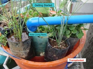 Water Loving Plants Getting Started Transplanted  