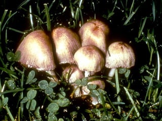 A 2 csoport