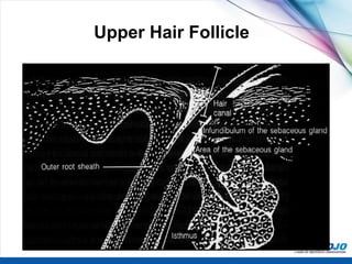 Upper Hair Follicle
 