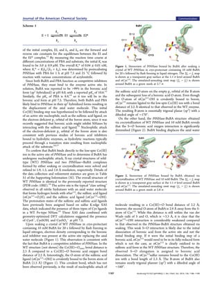 of the initial complex, EI, and k3 and k4 are the forward and
reverse rate constants for the equilibrium between the EI and
the EI* complex.12
By measuring the reaction time course at
diﬀerent concentrations of PBA and substrate, the initial Ki was
found to be 5.0 ± 0.9 μM. The overall Ki* of 0.04 ± 0.01 nM,
where Ki* = Kik4/(k3 + k4), was determined by preincubating
PtNHase with PBA for 1 h at pH 7.5 and 25 °C followed by
reaction with various concentrations of acrylonitrile.
Since both BuBA and PBA function as competitive inhibitors
of PtNHase, they must bind to the enzyme active site. In
solution, BuBA was reported to be >99% in the boronic acid
form (sp2
hybridized) at pH 8.0, with a reported pKa of 10.6.13
Similarly, the pKa of PBA is 8.9,14
so it too will be in the
boronic acid form at pH 7.5. Therefore, both BuBA and PBA
likely bind to PtNHase in their sp2
hybridized forms resulting in
the displacement of the axial water molecule. This initial
Co(III) binding step was hypothesized to be followed by attack
of an active site nucleophile, such as the sulfenic acid ligand, on
the electron deﬁcient pz orbital of the boron atom, since it was
recently suggested that boronic acids might inhibit NHases by
interacting with the sulfenic acid ligand.15
Nucleophilic attack
of the electron-deﬁcient pz orbital of the boron atom is also
consistent with previous studies of boronic acid inhibitors
bound to hydrolytic enzymes, as hydrolytic reactions typically
proceed through a transition state resulting from nucleophilic
attack of the substrate.16,17
To conﬁrm that BuBA binds directly to the low-spin Co(III)
ion in the active site of PtNHase and to determine if BuBA has
undergone nucleophilic attack, X-ray crystal structures of wild-
type (WT) PtNHase and two PtNHase−BuBA complexes
formed by either soaking or cocrystallization were solved and
reﬁned to 1.9, 1.5, and 1.6 Å resolution, respectively. Details of
the data collection and reﬁnement statistics are given in Table
S1 of the Supporting Information (SI). The overall structure of
WT PtNHase is identical to the previously reported structure
(PDB code: 1IRE).18
The active site is the typical “claw setting”
observed in all nitrile hydratases with an axial water molecule
that forms hydrogen bonds with αSer112
, the sulﬁnic acid ligand
(αCys111
−O2H), and the sulfenic acid ligand (αCys113
−OH).
The protonation states of the sulfenic and sulﬁnic acid ligands
have previously been assigned based on sulfur K-edge XAS
data, which indicated the presence of three types of Cys ligands
in a WT Fe-type NHase.19
These XAS data combined with
geometry-optimized DFT calculations suggested the presence
of CysS−
, CysSOH, and CysSO2
−
at pH 7.5.
Upon soaking a crystal of WT PtNHase in cryo-protectant
containing 10 mM BuBA for 20 s followed by ﬂash freezing in
liquid nitrogen, electron density corresponding to the boronic
acid inhibitor was present at the active site replacing the axial
water molecule (Figure 1). This observation is consistent with
the fact that BuBA is a competitive inhibitor of PtNHase. In the
WT structure (not shown) the Co(III)−Owater bond distance is
2.3 Å compared to a Co(III)−O boronic acid oxygen bond
distance of 2.2 Å. Interestingly, the O-atom of the sulfenic acid
ligand (αCys113
−OH) is covalently bound to the boron atom of
BuBA (1.5 Å) (Figure 1). This covalent bond, which has not
been observed previously, is the result of nucleophilic attack of
the sulfenic acid O-atom on the empty pz orbital of the B-atom
and the subsequent loss of a boronic acid O-atom. Even though
the O-atom of αCys113
-OH is covalently bound to boron,
αCys113
remains ligated to the low-spin Co(III) ion with a bond
distance of 2.2 Å identical to that observed in the WT enzyme.
The resulting B-atom is essentially trigonal planar (sp2
) with a
dihedral angle of ∼170°.
On the other hand, the PtNHase-BuBA structure obtained
via cocrystallization of WT PtNHase and 10 mM BuBA reveals
that the S−O boronic acid oxygen interaction is signiﬁcantly
diminished (Figure 2). BuBA binding displaces the axial water
molecule resulting in a Co(III)−O bond distance of 2.2 Å;
however, the second O-atom of BuBA is 2.9 Å away from the S-
atom of Cys113
. While this distance is still within the van der
Waals radii of S and O, which is ∼3.3 Å, it is clear that the
αCys113
−OH interaction is considerably weakened compared
to that observed in the PtNHase-BuBA structure obtained via
soaking. This weak S−O interaction is likely due to the initial
dissociation of boronic acid from the active site and not the
initial binding step. If it were the initial binding step of a
boronic acid, αCys113
would need to be in its fully reduced form
which is not the case, as αCys113
is clearly oxidized to its
sulfenic acid form in the WT PtNHase structure. Therefore, the
observed S−O elongation is assigned to boronic acid
dissociation. The αCys113
sulfur remains bound to the Co(III)
ion with a bond length of 2.3 Å. The B-atom of BuBA also
remains nearly trigonal planner (sp2
) with a dihedral angle of
∼160°.
Scheme 1
Figure 1. Stereoview of PtNHase bound by BuBA after soaking a
crystal of WT PtNHase in cryo-protectant containing 10 mM BuBA
for 20 s followed by ﬂash freezing in liquid nitrogen. The 2fo − fc map
is shown as a transparent gray surface at the 1.1 σ level around BuBA
and αCys113
. The simulated-annealing omit map (fo − fc) is shown
around BuBA as a green mesh at 2.7 σ.
Figure 2. Stereoview of PtNHase bound by BuBA obtained via
cocrystallization of WT PtNHase and 10 mM BuBA. The 2fo − fc map
is shown as a transparent gray surface at the 1.1 σ level around BuBA
and αCys113
. The simulated-annealing omit map (fo − fc) is shown
around BuBA as a green mesh at 2.8 σ.
Journal of the American Chemical Society Communication
dx.doi.org/10.1021/ja410462j | J. Am. Chem. Soc. 2014, 136, 1186−11891187
 