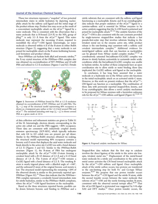 These two structures represent a “snapshot” of two potential
intermediate states in nitrile hydration by depicting nucleo-
philic attack by the sulfenic acid ligand and the initial stage of
the product-release step. Product loss may occur as the result of
a concomitant nucleophilic attack on the αCys113
ligand by a
water molecule. This is consistent with the observation that a
water molecule that is H-bound (2.9 Å) to the NH2 group of
βArg157
is only 3.3 Å from the αCys113
ligand. This water
molecule may represent the incoming O-atom required to
reestablish the αCys113
−OH ligand. Interestingly, no water
molecule is observed within 4 Å of the B-atom in either BuBA
structure (Figure 2), suggesting that a water molecule is not
poised for nucleophilic attack on the B-atom facilitating boronic
acid formation and product release.
Since PtNHase can hydrate both alkyl and aromatic nitriles,18
the X-ray crystal structure of the PtNHase−PBA complex also
was obtained via cocrystallization of WT PtNHase and 10 mM
PBA and reﬁned to 1.2 Å resolution (Figures 3 and S2). Details
of data collection and reﬁnement statistics are given in Table S1
of the SI. Interestingly, electron density corresponding to the
active site cobalt ion and the PBA suggests ∼80% occupancy.
These data are consistent with inductively coupled atomic
emission spectroscopy (ICP-AES), which typically indicates
that only 0.8 to 0.9 cobalt ions are present per αβ dimer.
Similar to the PtNHase-BuBA structure obtained via soaking,
the structural model representing 80% occupancy contains a
boronic acid O-atom that displaces the axial water molecule and
binds directly to the active site Co(III) ion with a bond distance
of 2.2 Å (Figures 3 and S2). Similar to the PtNHase-BuBA
structure (Figure 1), the B-atom of PBA has undergone
nucleophilic attack by the αCys113
−OH O-atom forming a
covalent bond with a B−O distance of 1.5 Å and a S−O bond
distance of 1.8 Å. The S-atom of αCys113
−OH remains a
Co(III) ligand with a bond distance of 2.2 Å. The resulting B-
atom is nearly trigonal planar with a dihedral angle of ∼160°,
and the unbound O-atom of the original boronic acid moiety is
lost. The structural model representing the remaining ∼20% of
the observed density is similar to the previously reported apo-
PtNHase (Figure S2).18
These data indicate that the PtNHase−
PBA complex represents a covalently bound intermediate state
for nitrile hydration, similar to the PtNHase−BuBA complexes,
where the αCys113
−OH ligand functions as the nucleophile.
Based on the three structures reported herein, parallels can
be drawn between boronic acid binding to PtNHase and a
nitrile substrate that are consistent with the sulfenic acid ligand
functioning as a nucleophile. Kinetic and X-ray crystallographic
data indicate that proper oxidation of the αCys113
ligand to a
cysteine-sulfenic acid is essential for NHase enzymes to be
active catalysts suggesting that the S−OH bond is polarized and
poised for nucleophilic attack.20−22
The catalytic function of the
αCys113
−OH is also consistent with the rate constants provided
by single-turnover stopped-ﬂow studies that indicate a fast
pseudo-ﬁrst-order step that involves substrate binding to the
trivalent metal ion in the enzyme active site, while product
release is the rate-limiting step consistent with a sulfenic acid
covalent intermediate complex.11
Additional evidence for
metal-ligated sulfenic acids that can function as nucleophiles
can be gleaned from NHase model complex studies.23−25
A
coordinatively saturated bis(sulfenato-S)Co(III) complex was
shown to slowly hydrate acetonitrile to acetamide under acidic
conditions while the bis(sulﬁnato)Co(III) complex was unable
to hydrate nitriles. As neither of these compounds have an open
coordination site to allow nitrile or water binding, these data
implicated the Co(III) sulfenic acid ligand as the nucleophile.
In conclusion, it has long been assumed that a water
molecule or a hydroxide ion in the NHase active site functions
in the initial nucleophilic attack on an activated nitrile C-atom.
However, in this work we present evidence that the αCys113
−
OH ligand can function as a nucleophile. The combination of
these data with previously reported stopped-ﬂow, kinetic, and
X-ray crystallographic data allows a novel catalytic mechanism
to be proposed for NHase enzymes with a heretofore unknown
role for the αCys113
−OH sulfenic acid ligand (Figure 4).11,26−28
Stopped-ﬂow data indicate that the ﬁrst step in catalysis
involves the direct ligation of the nitrile to the active site low-
spin, trivalent metal ion.11
Displacement of the metal-bound
water molecule by a nitrile and coordination to the active site
metal center activates the CN bond toward nucleophilic attack
by the αCys113
−OH sulfenic acid ligand. Once nucleophilic
attack of the nitrile carbon occurs, two protons are transferred
in the rate-limiting step for both Fe- and Co-type NHase
enzymes.28,29
We propose that one proton transfer occurs
between the αCys113
−CH ligand and the nitrile N-atom, while
the second transfer occurs between the water molecule that
reforms αCys113
−OH and the newly forming imidate N-atom,
consistent with the observed normal isotope eﬀect.28,29
That
the αCys-OH ligand is protonated was suggested by S K-edge
XAS and DFT studies.19
Once proton transfer occurs, the
Figure 3. Stereoview of PtNHase bound by PBA at 1.2 Å resolution
obtained via cocrystallization of WT PtNHase and 10 mM PBA. The
2fo − fc map of the structural model representing 80% occupancy is
shown as a transparent gray surface at the 1.4 σ level around PBA and
αCys113
. The simulated-annealing omit map (fo − fc) is shown around
PBA as a green mesh at 2.8 σ.
Figure 4. Proposed catalytic mechanism for NHase.
Journal of the American Chemical Society Communication
dx.doi.org/10.1021/ja410462j | J. Am. Chem. Soc. 2014, 136, 1186−11891188
 