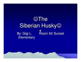 ☺The
 Siberian Husky☺
By: Gigi L.   Room A2 Sunset
 Elementary
