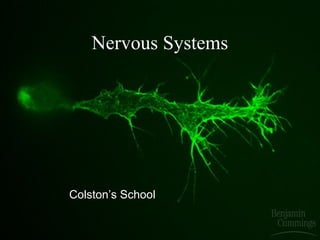 Nervous Systems

Colston’s School

 