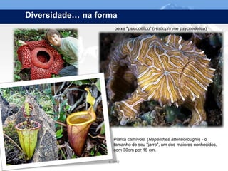 Diversidade… na forma
                                 peixe "psicodélico“ (Histiophryne psychedelica)




                                 Planta carnívora (Nepenthes attenboroughii) - o
                                 tamanho de seu "jarro", um dos maiores conhecidos,
                                 com 30cm por 16 cm.

Page  5                      IL 2012
 