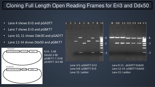 Thesis defence or defense image