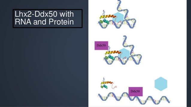 Dissertation day before image