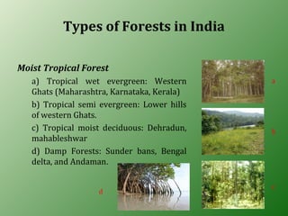 Types of Forests in India
Moist Tropical Forest
a) Tropical wet evergreen: Western
Ghats (Maharashtra, Karnataka, Kerala)
b) Tropical semi evergreen: Lower hills
of western Ghats.
c) Tropical moist deciduous: Dehradun,
mahableshwar
d) Damp Forests: Sunder bans, Bengal
delta, and Andaman.
a
b
d
c
 