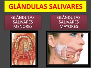 GLÁNDULAS SALIVARES
GLÁNDULAS    GLÁNDULAS
 SALIVARES    SALIVARES
 MENORES      MAYORES
 