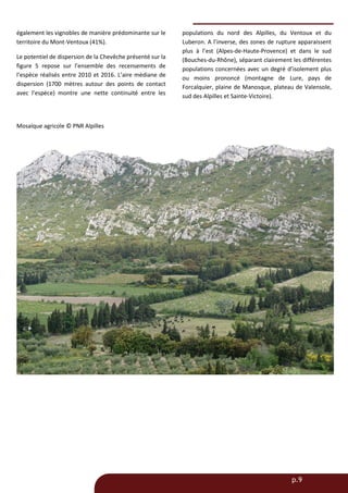 p.9
également les vignobles de manière prédominante sur le
territoire du Mont-Ventoux (41%).
Le potentiel de dispersion de la Chevêche présenté sur la
figure 5 repose sur l’ensemble des recensements de
l’espèce réalisés entre 2010 et 2016. L’aire médiane de
dispersion (1700 mètres autour des points de contact
avec l’espèce) montre une nette continuité entre les
populations du nord des Alpilles, du Ventoux et du
Luberon. A l’inverse, des zones de rupture apparaissent
plus à l’est (Alpes-de-Haute-Provence) et dans le sud
(Bouches-du-Rhône), séparant clairement les différentes
populations concernées avec un degré d’isolement plus
ou moins prononcé (montagne de Lure, pays de
Forcalquier, plaine de Manosque, plateau de Valensole,
sud des Alpilles et Sainte-Victoire).
Mosaïque agricole © PNR Alpilles
 