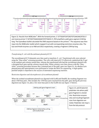 10
Transforming E. coli with Recombinant plasmid pUC19
The recombinant pUC19 plasmids were then used to transform E. coli. Transformed cells were selected
using the “blue-white” screening procedure. The cells with intact pUC19 effectively catabolized the X-gal
in the medium and colonies turned blue, whereas the transformed cells had the recombinant plasmid with
a disrupted lacZ gene and the colonies stayed white. White colonies were then chosen with this “blue-
white” screening procedure because they contained part of the psbC gene (see figure 8). An alkaline lysis
plasmid prep and reprecipitation were performed to isolate the DNA for sequencing. A high-quality
purified sample is important to the success of automated sequencing reactions.
Restriction digestion and electrophoresis of recombinant plasmid
When the isolated recombinant plasmid was digested with EcoRI and HindIII, the resulting fragment was
about 1560 base pairs. This includes the 1544 base pairs inserted from the psbC gene during the previous
digestion (see figure 12), plus a few more base pairs to the EcoRI site (see figure 13 below).
Figure 13. pUC19 plasmid
polylinker site where psbC
gene fragment is cloned
into. Restriction enzyme
sites and resulting fragment
sizes from digestion are
noted. Polylinker site map is
from the lab protocol.
Figure 12. Results from NEBCutter2
. With the forward primer, 5' GTTGGATCATCAGTGTCAACAACATGG 3'
and reverse primer 5' GCTACCTAAACAGAGTATCTAACG 3', PCR amplified a psbC gene segment 2158 bp
long. The CyanoBase toolkit calculated the DNA sequence based on the primers3
. The sequence was then
input into the NEBCutter toolkit which mapped it out with corresponding restriction enzymes sites. The
ScaI and HindII enzymes cut at 468 and 2012 respectively, creating a fragment 1544 bp long.
 