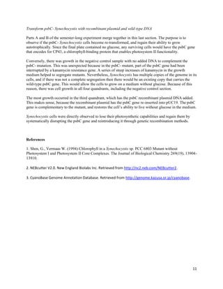 11
Transform psbC- Synechocystis with recombinant plasmid and wild-type DNA
Parts A and B of the semester-long experiment merge together in this last section. The purpose is to
observe if the psbC- Synechocystis cells become re-transformed, and regain their ability to grow
autotrophically. Since the final plate contained no glucose, any surviving cells would have the psbC gene
that encodes for CP43, a chlorophyll-binding protein that enables photosystem II functionality.
Conversely, there was growth in the negative control sample with no added DNA to complement the
psbC- mutation. This was unexpected because in the psbC- mutant, part of the psbC gene had been
interrupted by a kanamycin resistance gene. A series of steep increases of kanamycin in the growth
medium helped to segregate mutants. Nevertheless, Synechocystis has multiple copies of the genome in its
cells, and if there was not a complete segregation then there would be an existing copy that carries the
wild-type psbC gene. This would allow the cells to grow on a medium without glucose. Because of this
reason, there was cell growth in all four quandrants, including the negative control section.
The most growth occurred in the third quandrant, which has the psbC recombinant plasmid DNA added.
This makes sense, because the recombinant plasmid has the psbC gene re-inserted into pUC19. The psbC
gene is complementary to the mutant, and restores the cell’s ability to live without glucose in the medium.
Synechocystis cells were directly observed to lose their photosynthetic capabilities and regain them by
systematically disrupting the psbC gene and reintroducing it through genetic recombination methods.
References
1. Shen, G., Vermaas W. (1994) Chlorophyll in a Synechocystis sp. PCC 6803 Mutant without
Photosystem I and Photosystem II Core Complexes. The Journal of Biological Chemistry 269(19), 13904-
13910.
2. NEBcutter V2.0. New England Biolabs Inc. Retrieved from http://nc2.neb.com/NEBcutter2.
3. CyanoBase Genome Annotation Database. Retrieved from http://genome.kazusa.or.jp/cyanobase.
 