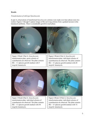 5
Results
Transformation of wild-type Synechocystis
In part A, observations of transformed Synechocystis colonies were made over time (about every two
weeks). Figures 1 through 5 capture images of the surviving colonies from a gradual increase in the
kanamycin antibiotic. There is considerable growth in each phase.
Figure 1.Week 3 Part A. Synechocystis
transformation plate: green colonies of
cyanobacteria are observed. The plate contains
BG – 11+glucose growth medium with 5
mcg/mL kanamycin.
Figure 2.Week 6 Part A. Synechocystis
transformation plate: individual colonies of
cyanobacteria are observed. The plate contains
BG – 11+glucose growth medium with 20
mcg/mL kanamycin.
Figure 3.Week 8 Part A. Synechocystis
transformation plate: individual colonies of
cyanobacteria are observed. The plate contains
BG – 11+glucose growth medium with 50
mcg/mL kanamycin.
Figure 4.Week 10 Part A. Synechocystis
transformation plate: individual colonies of
cyanobacteria are observed. The plate contains
BG – 11+glucose growth medium with 75
mcg/mL kanamycin.
 