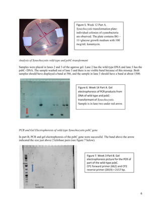 6
Analysis of Synechocystis wild-type and psbC-transformant
Samples were placed in lanes 2 and 3 of the agarose gel. Lane 2 has the wild-type DNA and lane 3 has the
psbC- DNA. The sample washed out of lane 3 and there is no visible band because of this misstep. Both
samples should have displayed a band at 586, and the sample in lane 3 should have a band at about 1500.
PCR and Gel Electrophoresis of wild-type Synechocystis psbC gene
In part B, PCR and gel electrophoresis of the psbC gene were successful. The band above the arrow
indicated the size just above 2 kilobase pairs (see figure 7 below).
Figure 7. Week 3 Part B. Gel
electrophoresis picture for the PCR of
part of the wild-type psbC.
CP1 forward primer (662) and CP2
reverse primer (2819) = 2157 bp.
Figure 5. Week 12 Part A.
Synechocystis transformation plate:
individual colonies of cyanobacteria
are observed. The plate contains BG –
11+glucose growth medium with 100
mcg/mL kanamycin.
Figure 6. Week 14 Part A. Gel
electrophoresis of PCR products from
DNA of wild type and psbC-
transformant of Synechocystis.
Sample is in lane two under red arrow.
 