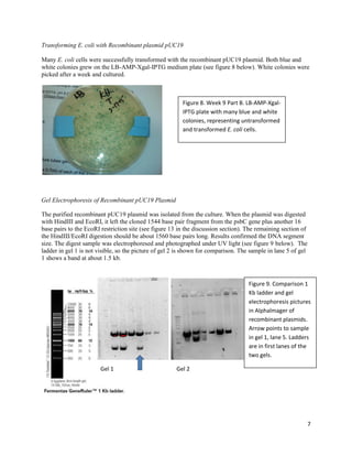 7
Transforming E. coli with Recombinant plasmid pUC19
Many E. coli cells were successfully transformed with the recombinant pUC19 plasmid. Both blue and
white colonies grew on the LB-AMP-Xgal-IPTG medium plate (see figure 8 below). White colonies were
picked after a week and cultured.
Gel Electrophoresis of Recombinant pUC19 Plasmid
The purified recombinant pUC19 plasmid was isolated from the culture. When the plasmid was digested
with HindIII and EcoRI, it left the cloned 1544 base pair fragment from the psbC gene plus another 16
base pairs to the EcoRI restriction site (see figure 13 in the discussion section). The remaining section of
the HindIII/EcoRI digestion should be about 1560 base pairs long. Results confirmed the DNA segment
size. The digest sample was electrophoresed and photographed under UV light (see figure 9 below). The
ladder in gel 1 is not visible, so the picture of gel 2 is shown for comparison. The sample in lane 5 of gel
1 shows a band at about 1.5 kb.
Figure 8. Week 9 Part B. LB-AMP-Xgal-
IPTG plate with many blue and white
colonies, representing untransformed
and transformed E. coli cells.
Figure 9. Comparison 1
Kb ladder and gel
electrophoresis pictures
in Alphalmager of
recombinant plasmids.
Arrow points to sample
in gel 1, lane 5. Ladders
are in first lanes of the
two gels.
Gel 1 Gel 2
 